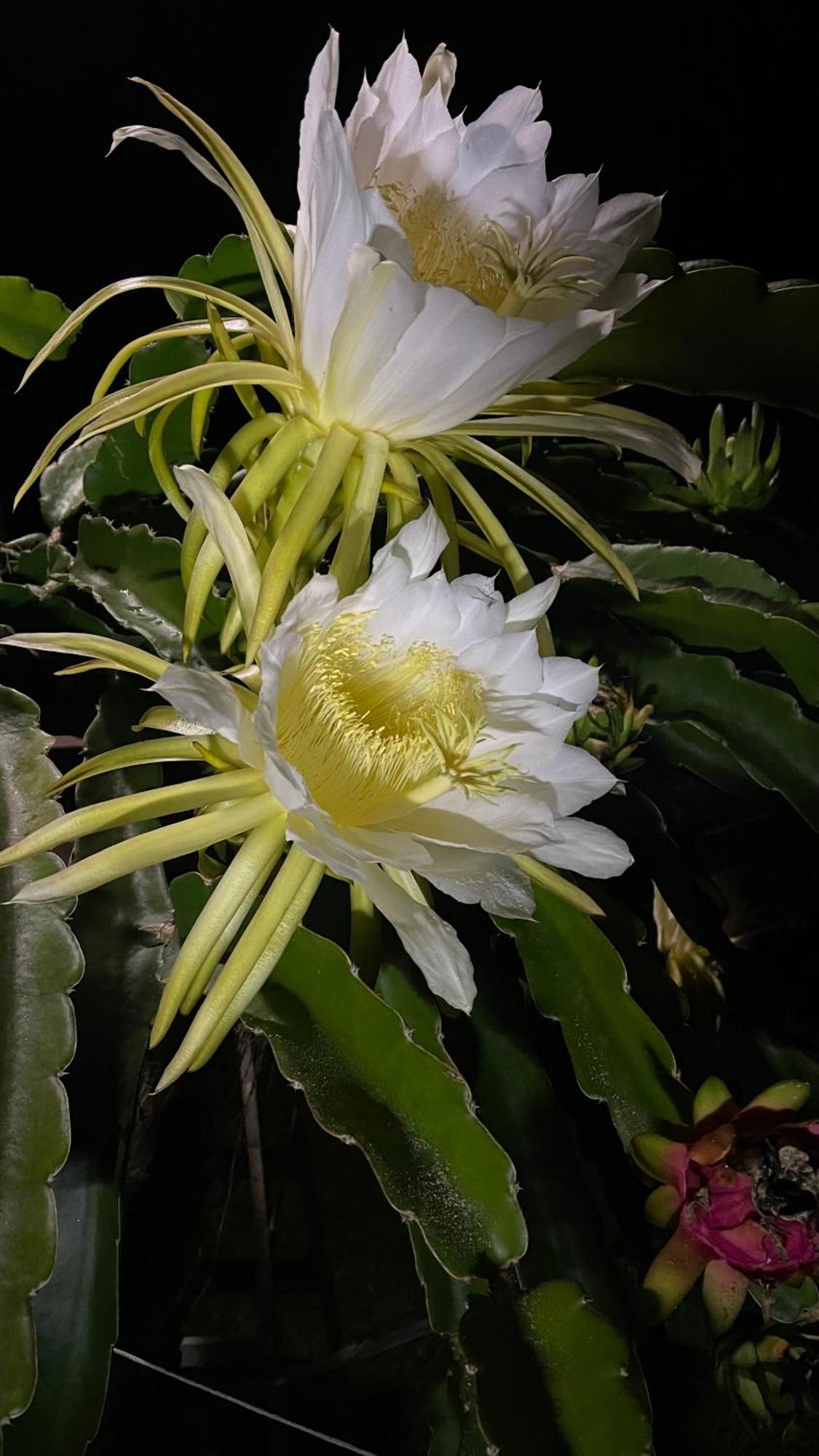 Coffee Garden Bed and Breakfast Captain Cook Εξωτερικό φωτογραφία