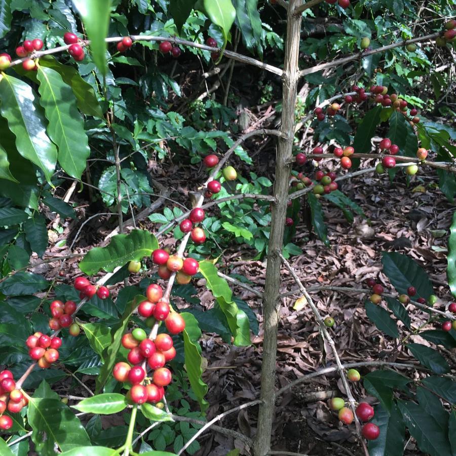 Coffee Garden Bed and Breakfast Captain Cook Εξωτερικό φωτογραφία