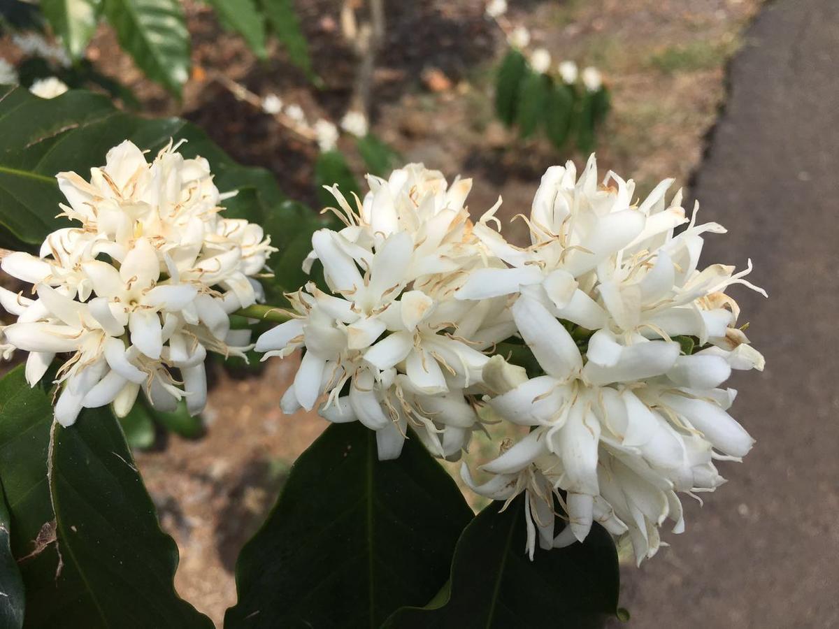 Coffee Garden Bed and Breakfast Captain Cook Εξωτερικό φωτογραφία
