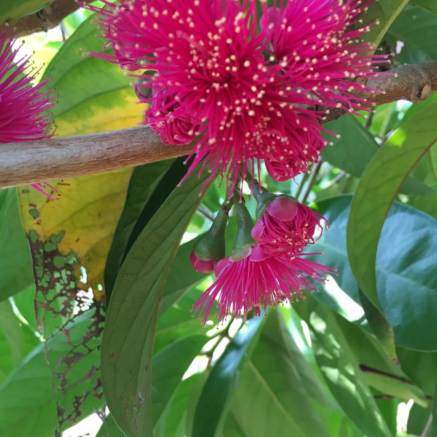 Coffee Garden Bed and Breakfast Captain Cook Εξωτερικό φωτογραφία