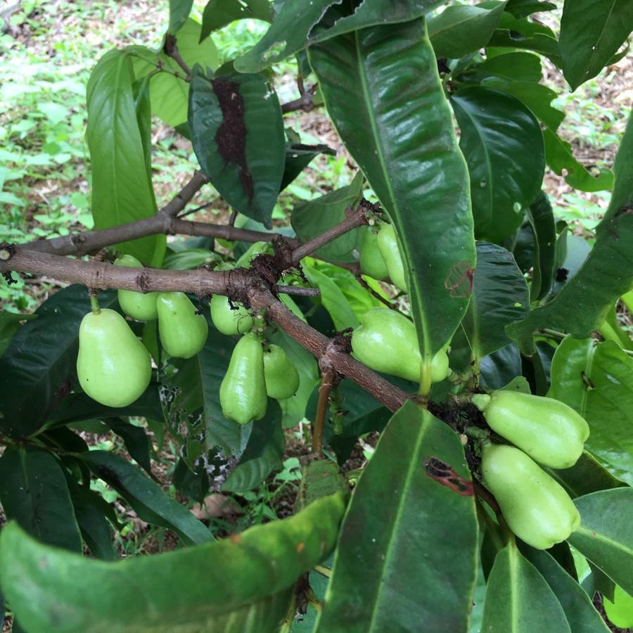 Coffee Garden Bed and Breakfast Captain Cook Εξωτερικό φωτογραφία